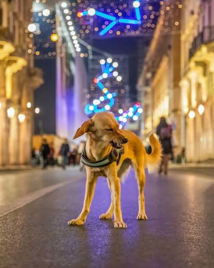 Foto di Valerio Minato Foto di Valerio Minato