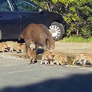 Foto pubblicata sulla pagina Facebook "Perchè Savona E'!"