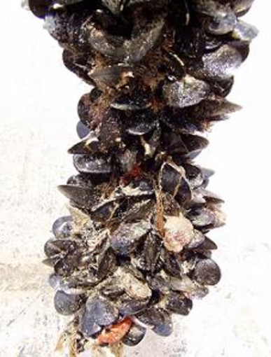 Cozze vive pericolose per la salute: allerta in tutta Italia, potrebbero essere contaminate