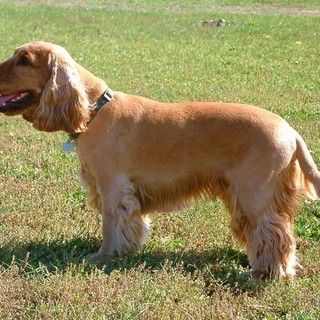 Divieto di accesso nelle aree verdi per i cani a Ceriale, Enpa: "Necessario trovare una soluzione"