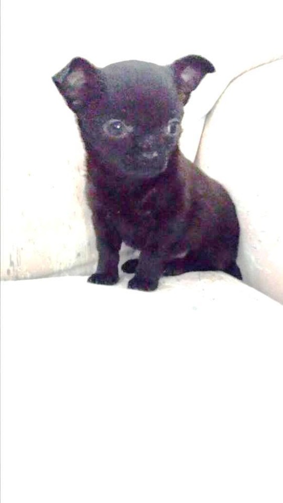 Vado, svaligiano l'appartamento e portano via chihuahua di tre mesi: l'appello dei proprietari per ritrovarlo Vado, svaligiano l'appartamento e portano via chihuahua di tre mesi: l'appello dei proprietari per ritrovarlo