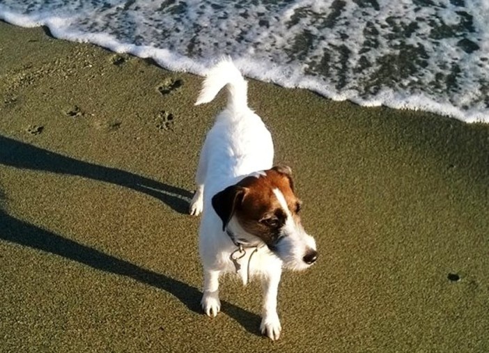 Spiaggia del Prolungamento, OSA e PAI insorgono: "In dubbio l’area per i cani, il Comune intervenga subito"
