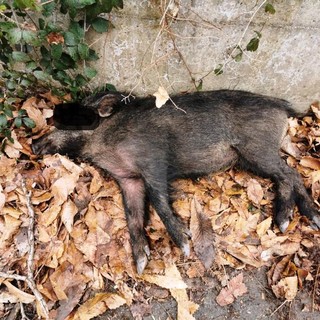 Enpa, investito cinghiale lungo la strada del colle di Cadibona (FOTO)