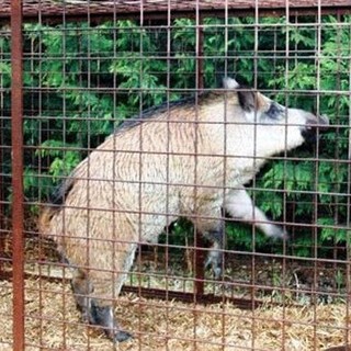 "Eliminare le gabbie per catturare e uccidere cinghiali", l'OSA lancia una petizione