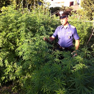 Villanova, fermato con l'hashish, scoprono a casa sua una piantagione di marijuana e oppio: arrestato