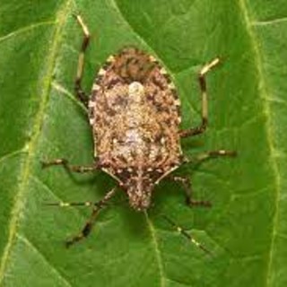 Per contrastare la cimice asiatica verranno rilasciate in Liguria vespe samurai