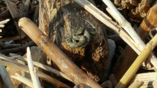 Vipere o Coronelle? Le rassicurazioni degli esperti dopo i recenti avvistamenti sulle spiagge di Alassio e Albenga