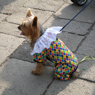 Rinviato il 1° Cane..vale di Carcare