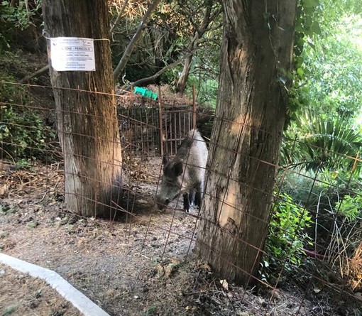 La denuncia dell'Enpa: "Cinghiale giustiziato ad Albissola Marina" La denuncia dell'Enpa: "Cinghiale giustiziato ad Albissola Marina"