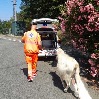 Savona, trovato in autostrada un caprone: rintracciato il proprietario (FOTO) Savona, trovato in autostrada un caprone: rintracciato il proprietario (FOTO)
