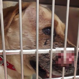 Varazze, cane ferito da un colpo di arma da fuoco. L'appello sui social: "Aiutateci a ricostruire quanto accaduto"