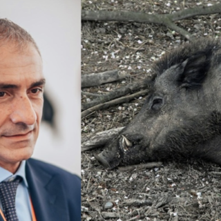 Peste suina, iniziata la posa delle reti in Liguria. Costa: "Creeremo una zona rossa"