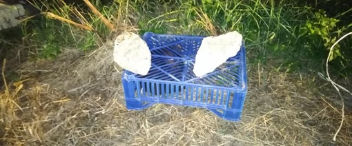 Cairo, cucciolo di cane abbandonato sul ciglio della strada: era intrappolato in una cassetta della frutta