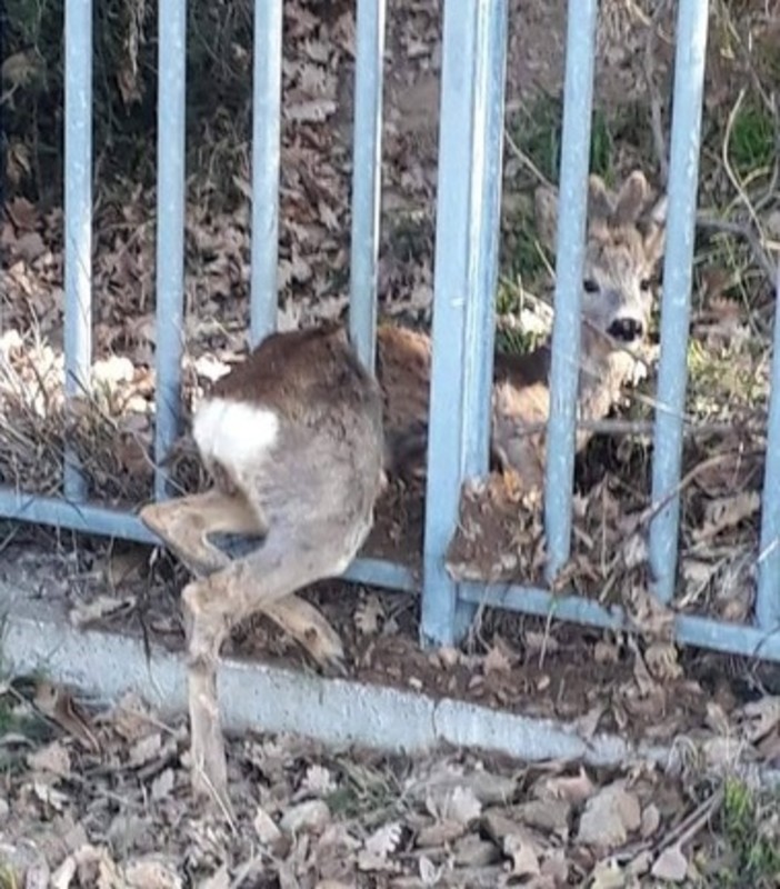 Savona, capriolo intrappolato in una recinzione: intervento dei vigili del fuoco