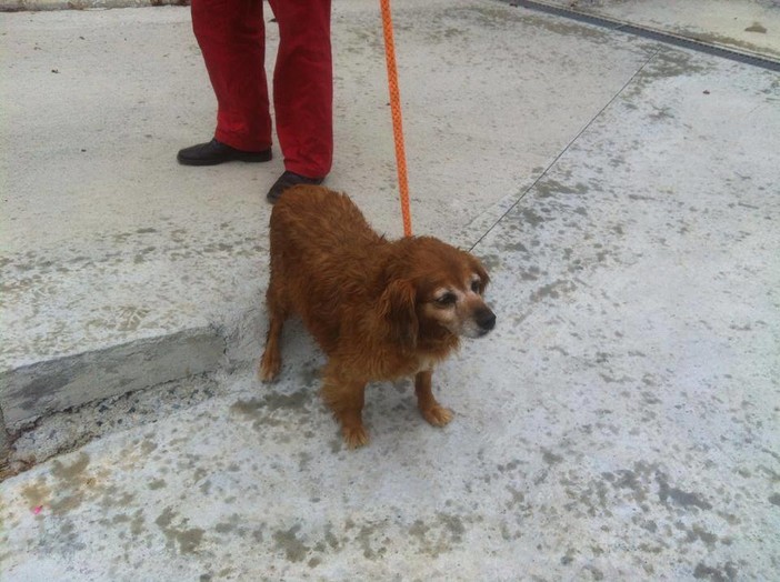 Albisola Superiore, trovata cagnolina anziana, si cercano i proprietari