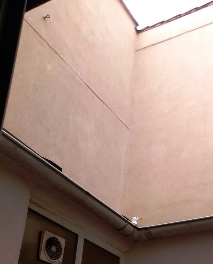 Savona: gabbiano reale vittima di un cavedio salvato dai vigili del fuoco Savona: gabbiano reale vittima di un cavedio salvato dai vigili del fuoco