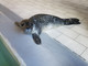 &quot;Fiocco azzurro&quot; all'acquario di Genova: è nato un cucciolo di foca