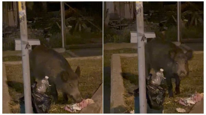 Cinghiale  alla stazione di Savona “spunta” tra i cestini dei rifiuti per uno "spuntino" serale (VIDEO)