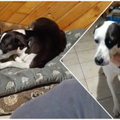 Amy e Lucky, fratello e sorella, cercano casa dopo la scomparsa del proprietario Amy e Lucky, fratello e sorella, cercano casa dopo la scomparsa del proprietario