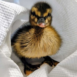 Solo, bagnato e al freddo: salvato a Vado un cucciolo di germano reale