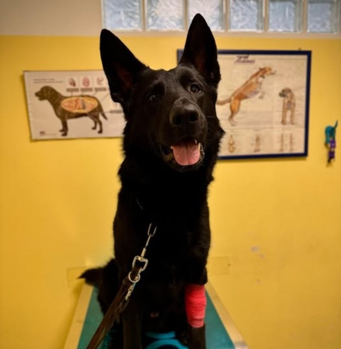 Savona, il cane poliziotto Rey dona il suo sangue e salva la vita di una cagnolina in difficoltà