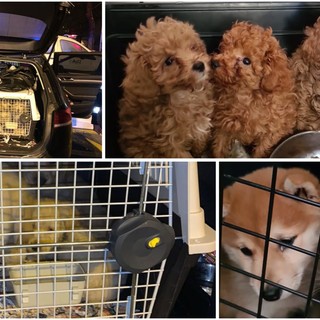 Traffico illecito di animali: la Polstrada di Savona salva 41 cagnolini stipati in un'auto (FOTO) Traffico illecito di animali: la Polstrada di Savona salva 41 cagnolini stipati in un'auto (FOTO)