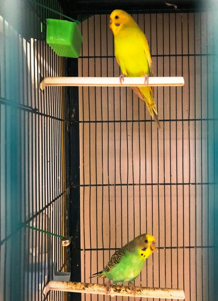 Due cocorite "innamorate" ritrovate a Savona, l'appello dell'Enpa alla ricerca di nuovi proprietari