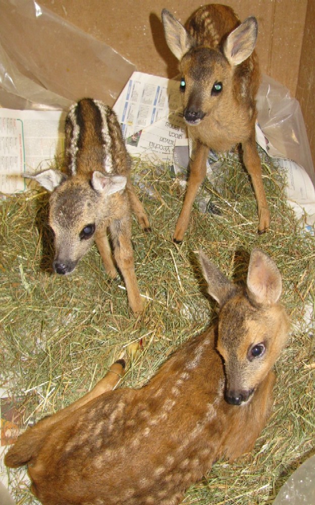 "Non fate morire i cuccioli di capriolo: non toccateli", appello dell'Enpa di Savona