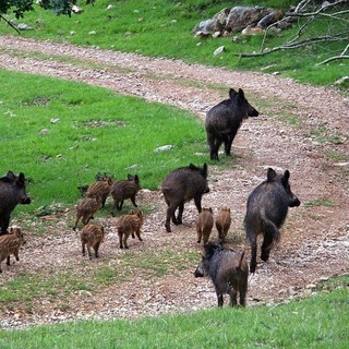 Dl peste suina, l’on. Vazio: “10 milioni di euro per l’emergenza sanitaria, ristori per aziende agricole e attività turistiche”