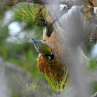 Emergenza processionaria OSA e PAI: "Cosa fare per proteggere i vostri animali?"