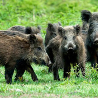 Emergenza cinghiali, Mai: "Volontari con licenza per il controllo della fauna"