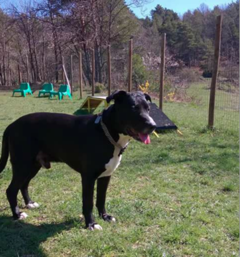 Savona, al via la raccolta per pagare l'affitto a Fabrizio e Black