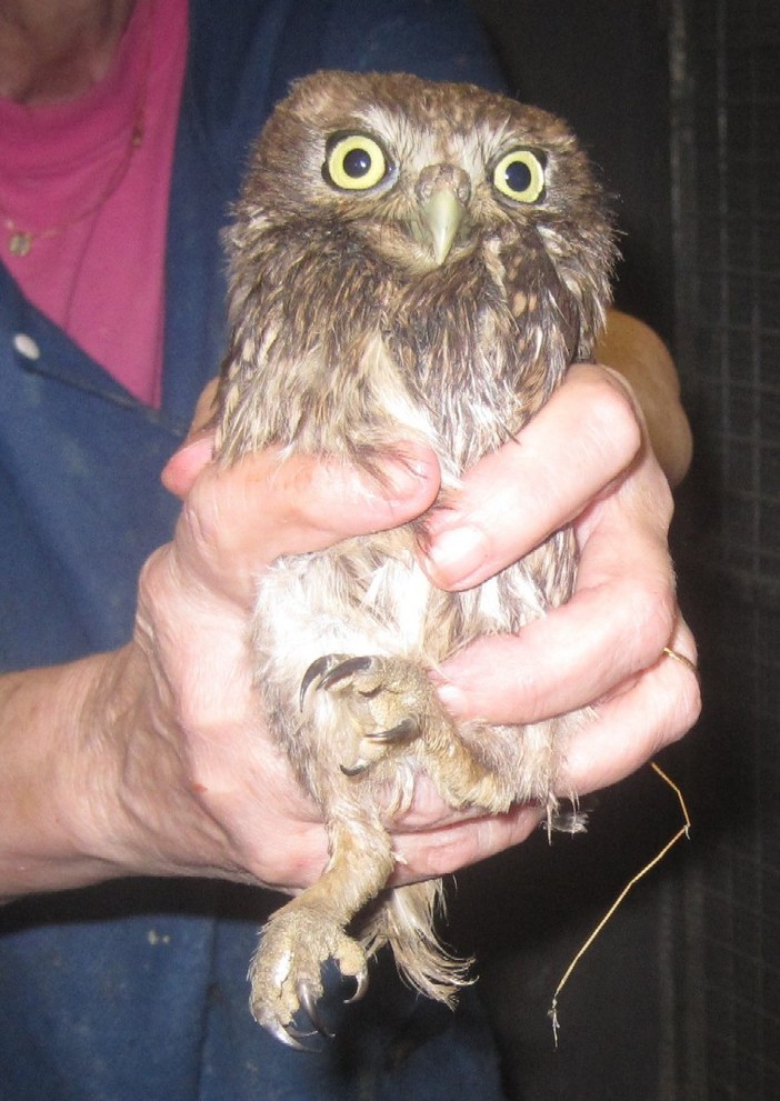 Quiliano: triste soccorso natalizio di una civetta