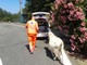 Savona, trovato in autostrada un caprone: rintracciato il proprietario (FOTO) Savona, trovato in autostrada un caprone: rintracciato il proprietario (FOTO)