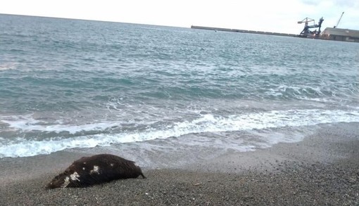 Albissola, cinghiale trovato morto sulla spiaggia: lanciato l'allarme peste suina (FOTO)