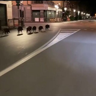 Alassio, cinghiali a spasso per le vie della città (VIDEO)