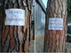 Taglio dei pini nei giardini delle scuole, spuntano due cartelli sugli alberi rimasti: "Salvate  il soldato Ryan"
