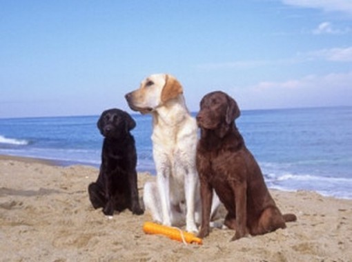 Noli sempre più &quot;dog friendly&quot;: arriva la seconda spiaggia libera aperta agli animali