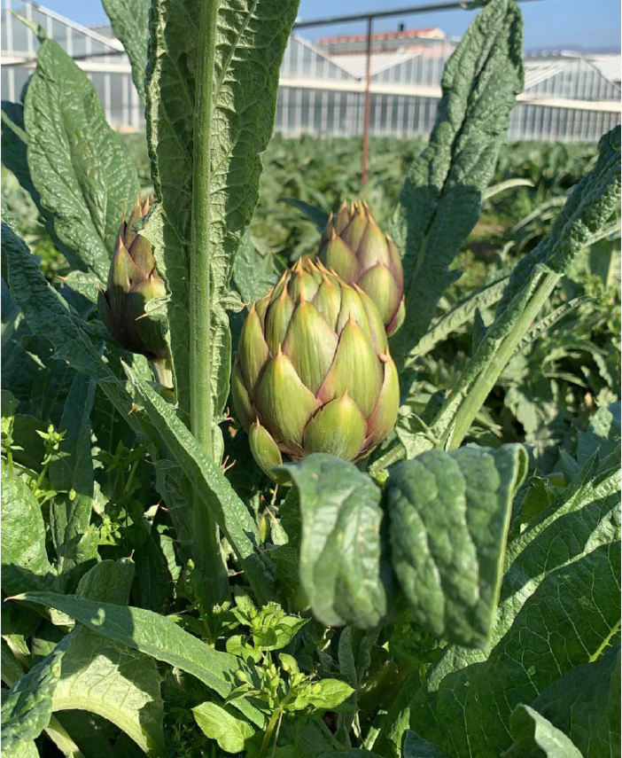 Il registro De-Co Albenga si arricchisce di un nuovo iscritto: Vio Andrea può usare il marchio sui carciofi Il registro De-Co Albenga si arricchisce di un nuovo iscritto: Vio Andrea può usare il marchio sui carciofi