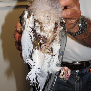 "Finalmente è martedì, doppiette in silenzio: i residenti delle Manie di Finale tirano un sospiro di sollievo": Enpa all'attacco