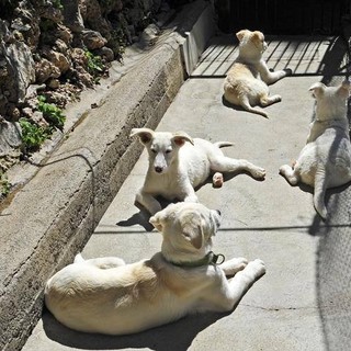 In estate massima attenzione all'abbandono di animali domestici