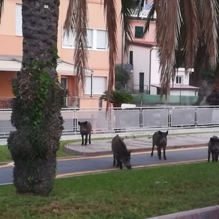 A spasso per Spotorno: avvistati 4 cinghiali in zona Maremma (FOTO)