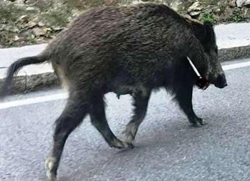 Cinghiale ferito da una freccia, l'OSA tuona: "Uno strumento di tortura"