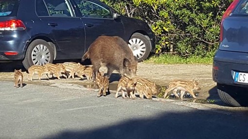 Foto pubblicata sulla pagina Facebook "Perchè Savona E'!"