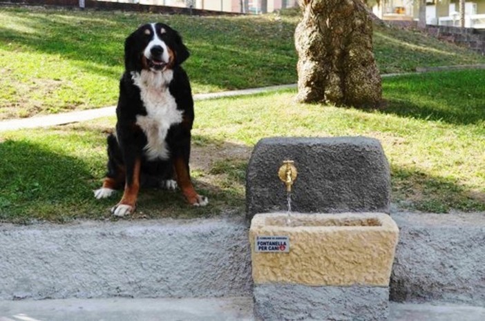 Emergenza caldo, l'appello dell'Enpa: "Attenzione agli animali" Emergenza caldo, l'appello dell'Enpa: "Attenzione agli animali"
