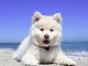 OSA: &quot;Una spiaggia libera per i cani anche a Savona&quot;