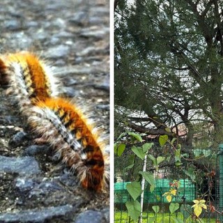 Albenga, il piccolo cane Bu ha leccato una processionaria: perderà mezza lingua