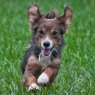 "La fa lui ma è tua!": il consiglio comunale giovanile di Carcare lancia una campagna per sensibilizzare i padroni dei cani