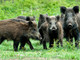 Emergenza cinghiali, Mai: "Volontari con licenza per il controllo della fauna" Emergenza cinghiali, Mai: "Volontari con licenza per il controllo della fauna"