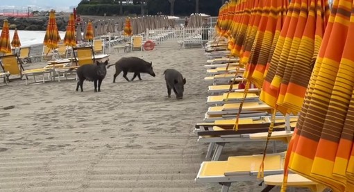Cinghiali in spiaggia a Savona, Schiappapietra: “Va trovato un metodo non cruento per non farli arrivare in spiaggia” Cinghiali in spiaggia a Savona, Schiappapietra: “Va trovato un metodo non cruento per non farli arrivare in spiaggia”